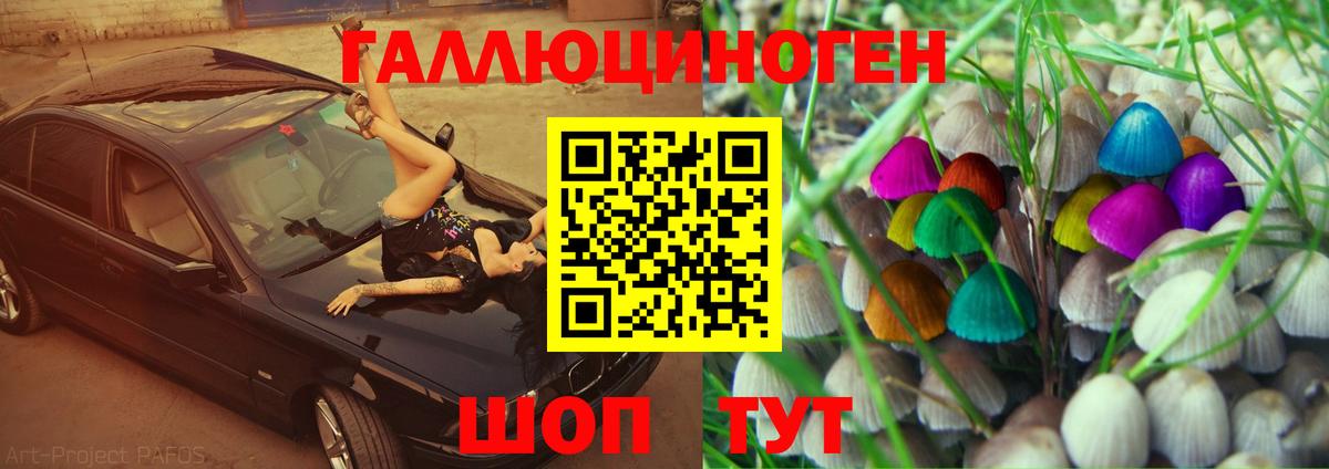 Псилоцибиновые грибы Psilocybe Псков